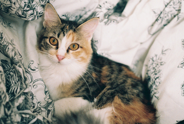 bonjour-ka:  Toofielou by Ashley Michele. on Flickr.