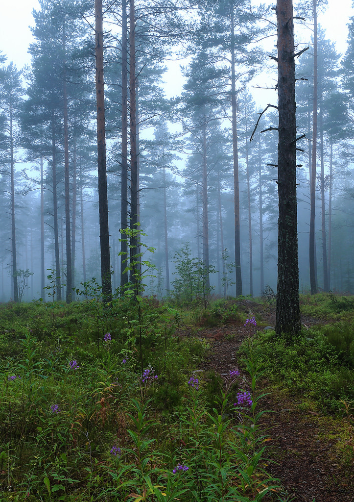 pineandantler:  foggy morning  basrisanem