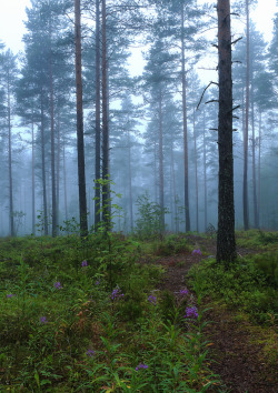 pineandantler:  foggy morning  basrisanem