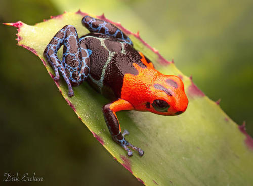 Red Headed Poison Dart Frog by Dirk Ercken