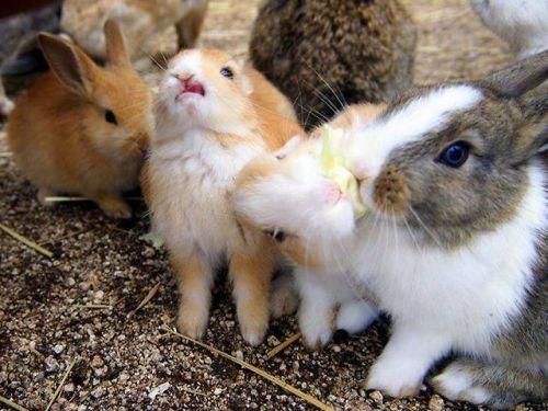 burpywatermelons:
“ bunnies are so stupid i love them
”