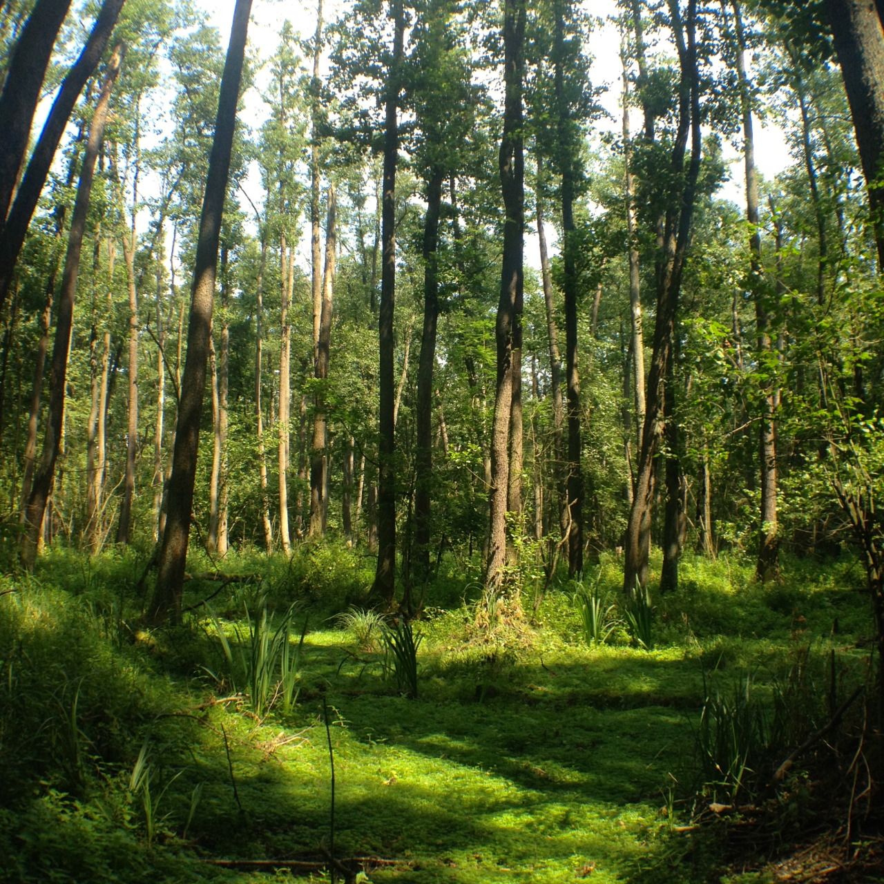 Puszcza Kampinoska jaka jest każdy widzi….mnóstwo zielska i bagna. Bagna są niestety już mocno zmeliorowane i podsuszone, ale wciąż są ;)
/
Kampinoski forest is what everyone sees …a lot of weeds and swamps. Marshes are, unfortunately, already...