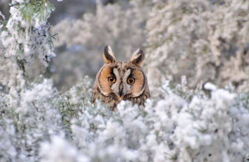 Long-eared Owl sees you!  Photo taken in Romania by Alexa More photos and info about Long-eared Owls