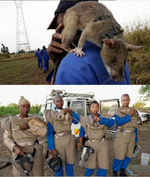 jack-of-none: tall-soy-latte: morseapple: theinturnetexplorer: Hero Rats @jitterbugjive THEY’R