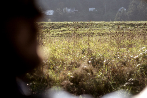 alicecarrier: sauvie island