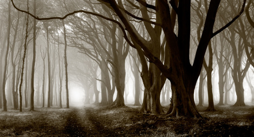 Trees in the Mist, Northumberland (by welshio)