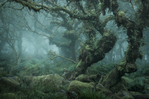 itscolossal:Enchanting Photographs of a Misty English Wood by Neil Burnell