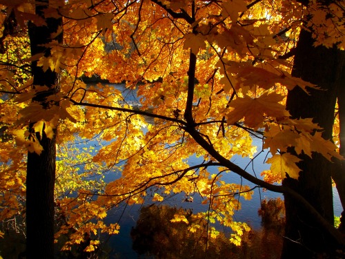 The light through the leaves along the river was like liquid gold and liquid emerald. Norway maple, 