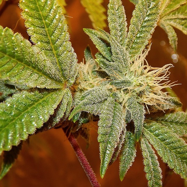weedporndaily:   by medicalpandas http://ift.tt/1o3GA5U