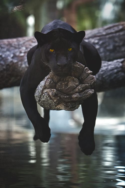 Porn wildlifepower:   B-B-B-BLACK PANTHERS TIME!!! photos