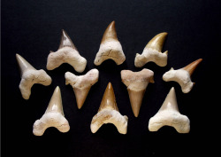 thetypologist:  Typology of fossil shark