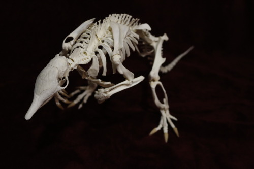 snakeybones:My latest articulation– an adorable arm.adillo!!@flesh-n-bonesss