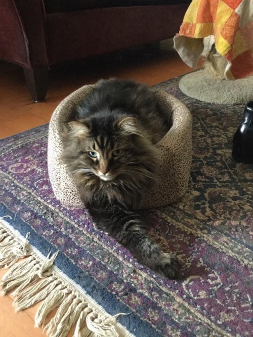 This cat bed fits Harry perfectly. Well, almost. He often (see here) lies with one front leg out. Bu