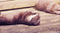 Baby Animal Posts