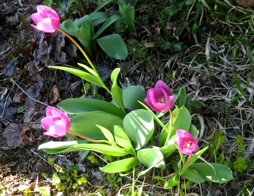 Tulips, May Day, 2013.