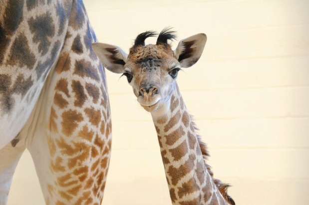 Baby Animal Posts