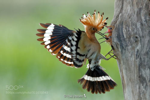 The deliver-hoopoe by Phil-Davson
