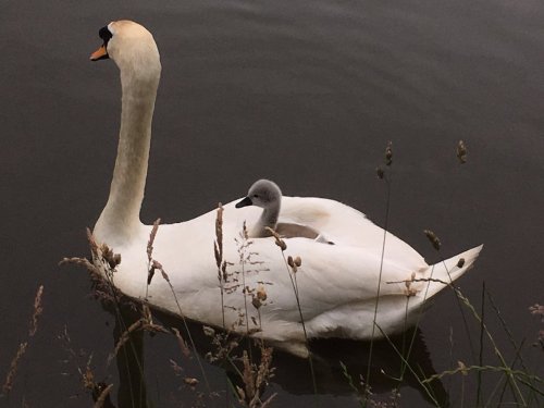 brigantias-isles: Swan and Cygnet  ❀