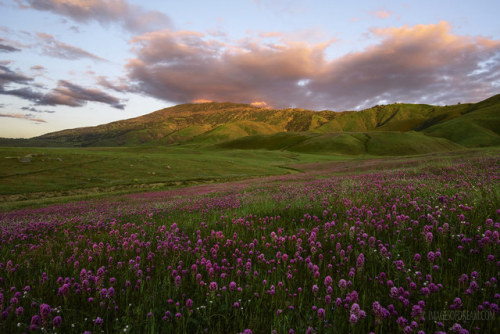 drxgonfly:Wildflowers pt 1 (by imagesofdream)Kern County, Gorman, & Mt. Rainier