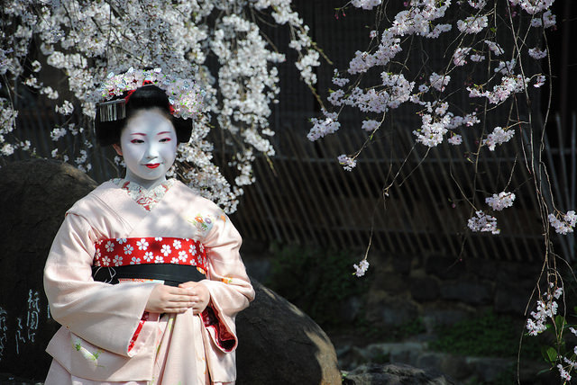 geisha-kai:  Maiko Toshimomo under cherry blossoms by Blue_no_sashin on Flickr 