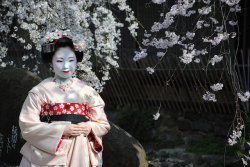 geisha-kai:  Maiko Toshimomo under cherry