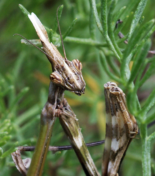 Photoset of the lovely his and hers Conehead Mantises - Empusa pennata - I spotted in the Lot Valley