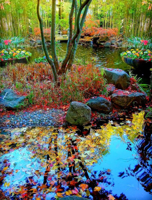 djferreira224:Mid Winter at Dinah’s Garden Hotel ~ a lush oasis in Palo Alto, the heart of Californi