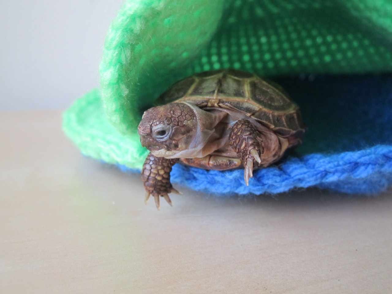 thewhimsyturtle:  Snuggle Sack Saturday  Saturdays are for snuggles!  I love my snuggle