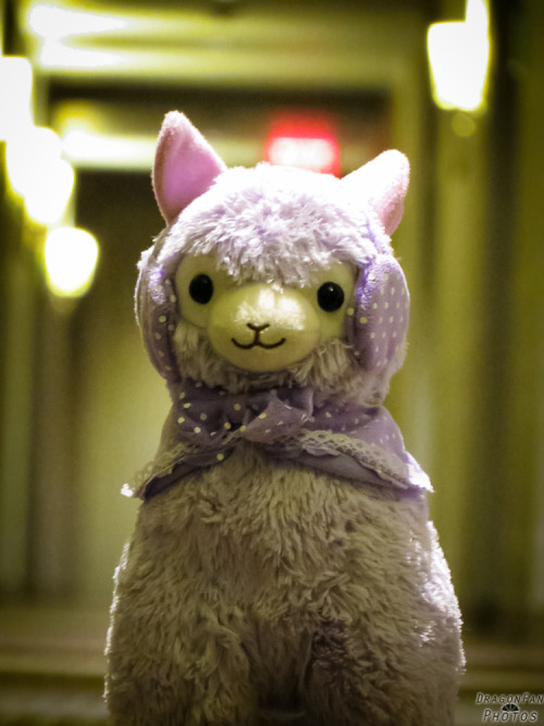 Katuscon 2014 Zadornov (I might take photos of my alpaca in the hall while tired and bored…)