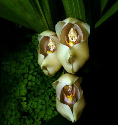 wtxch:Swaddled Babies (Anguloa Uniflora)