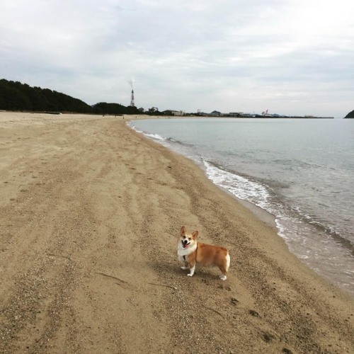 海開きしました。#冬の海 #今日のちくわ (虹ヶ浜海水浴場) https://www.instagram.com/p/BsNIseegTpE/?utm_source=ig_tumblr_share&a