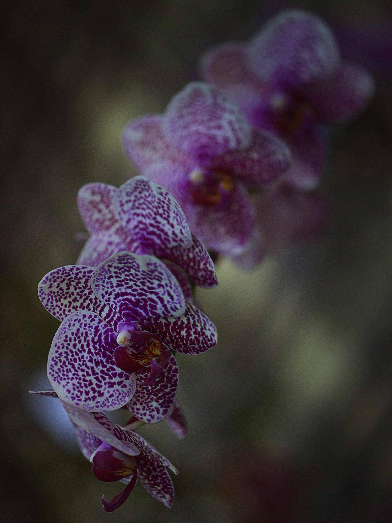 ands0thest0ryg0es:  Blooming time. Dendrobium Orchid.FionaFloresPrints