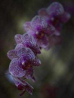 ands0thest0ryg0es:  Blooming time. Dendrobium