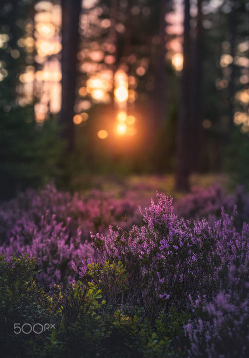 silvaris:Heather flowers in the forest by Christian Lindstén