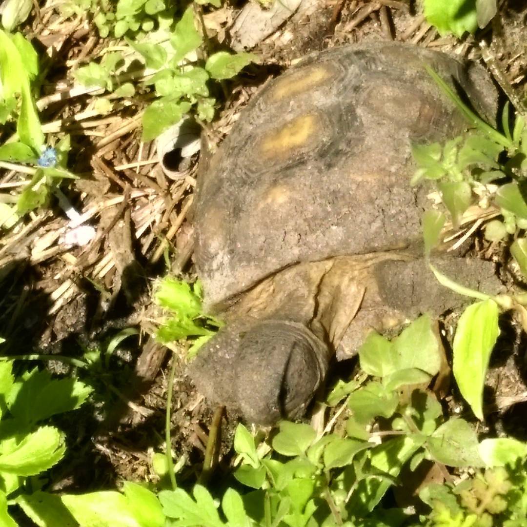 More #gophertortoise #endangeredspecies #gulfstates lives up to 60 years in the wild. #Titusville #SpaceCoast #BrevardCounty #Florida #tortoise #turtles