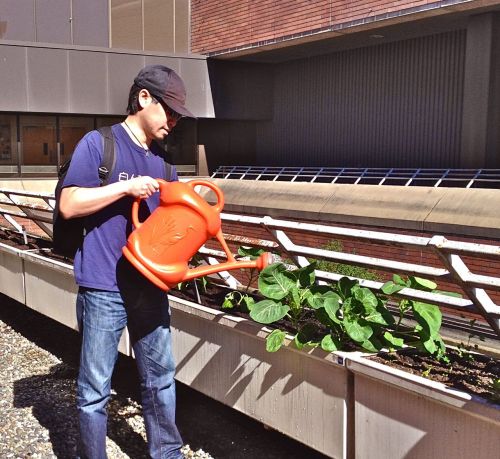 Watering my collard greens. I put these collard seeds in the soil in early winter and let them strug