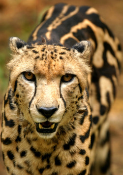 phototoartguy:  King Cheetah by robferblue