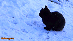sizvideos:  Cats Playing in Snow Compilation - Full video 