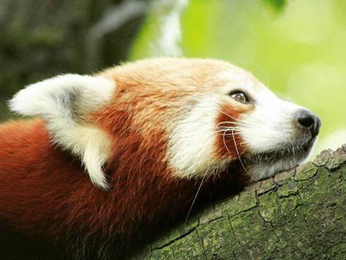 redpandazine:Dreaming of many visitors at International Red Panda Day 2018! #IRPD2018 #SaveTheRedPan