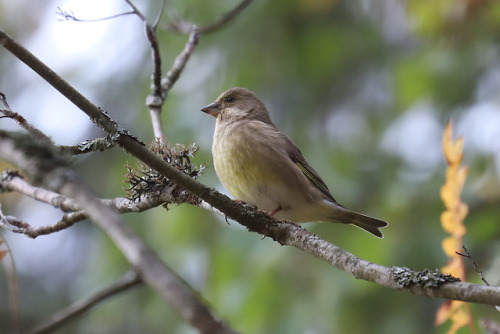 Greenfinch/grönfink.