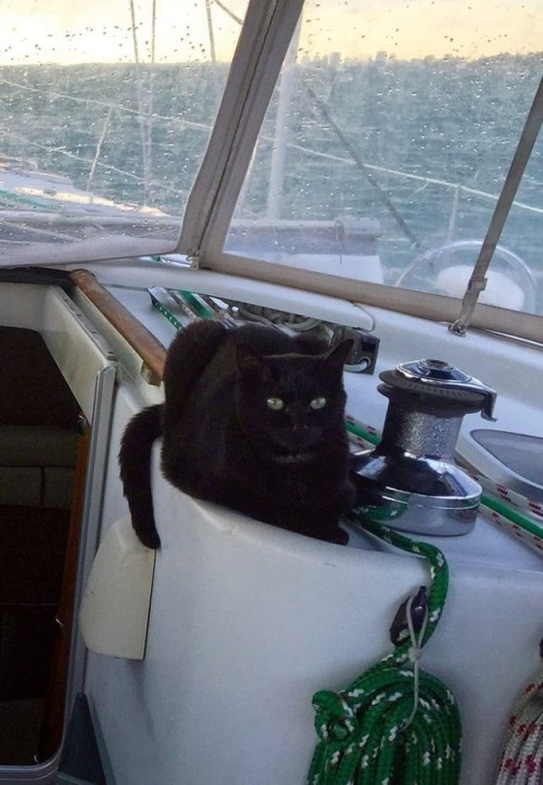 Betty and Bob. Boat cats -  Key Biscayne, Florida.(via Missi Voss)