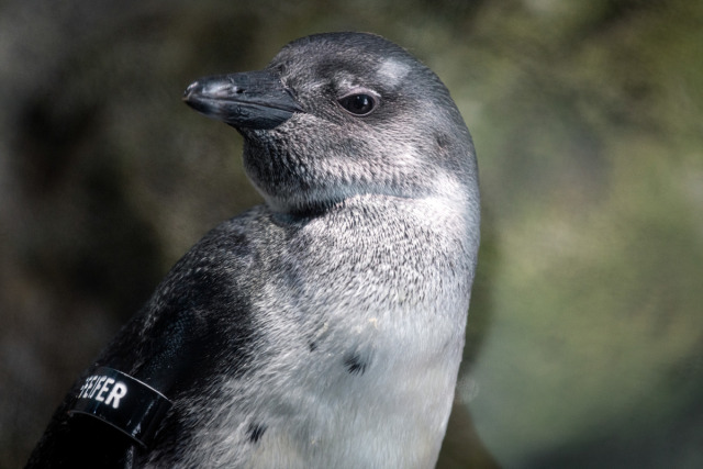 A profile of a juvenile African penguin looking off to the left, with a blurred rocky landscape in the background. The penguin has a black beak, black eyes, and black feathers around the head and shoulder that transition to white on the belly.