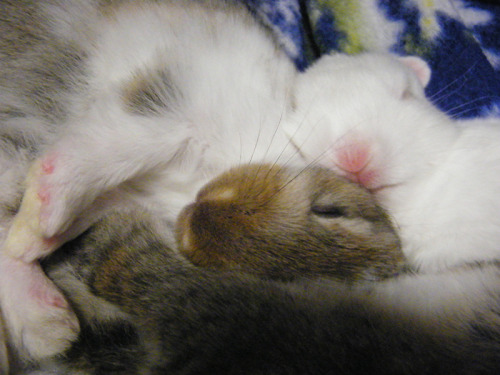 fortunas-sands:  Baby bunny photos from the Georgia House Rabbit Society! 