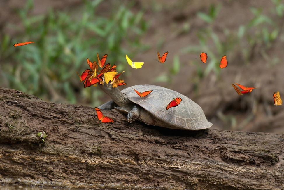 nubbsgalore:  photos by jeff cremer of orange julia and sulfur yellow butterflies