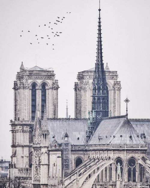 lilyadoreparis:Cathédrale Notre-Dame de Paris by Sébastien Pélegrin.