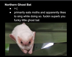 cryptcatz:found an old google doc i made of my favorite bat species. you should suggest