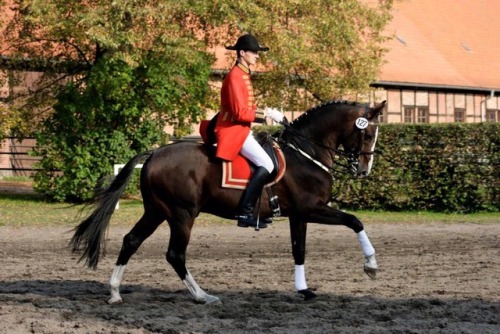 all-the-horses: ES Toronto Now or Never M x Larinka Hanoverian, Stallion 16.3hh Born 2000
