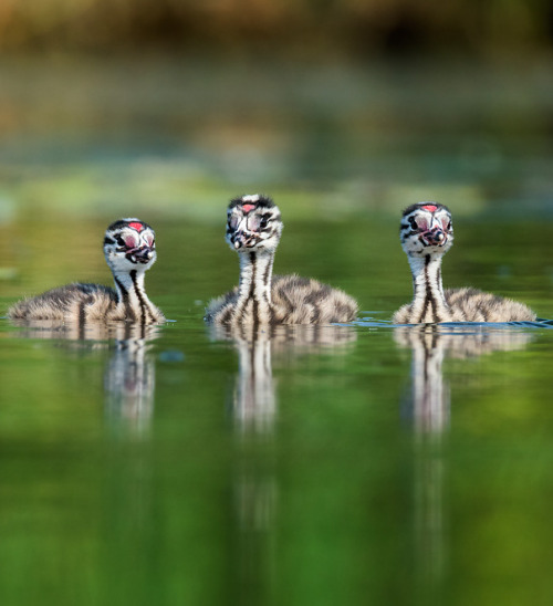 Great crested grebes are born with stripes and facial markings, presumably to help with camouflaging