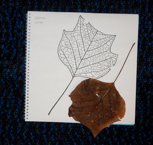Big Leaf a Day update13: Tulip poplar, Oakland near the Cathedral of Learning14: Basswood aka Americ