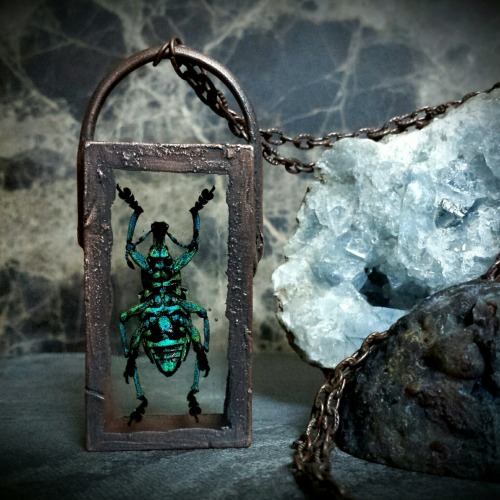 darlingdeadadornment:Blue weevil window pendant at www.DarlingDeadAdornment.com